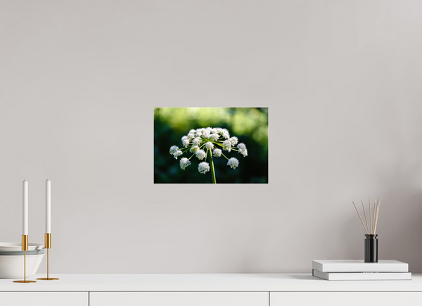 12 x 8″, Photo Print Under Acrylic Glass Wildflower