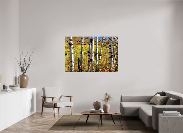 60 x 40″, Photo Print Under Acrylic Glass Aspens