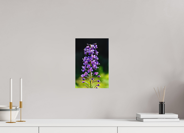 8 x 12″, Direct Print on Aluminum Board, Matte Violet Fireweed