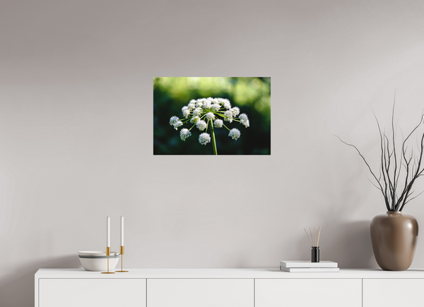 24 x 16″, Direct Print on Aluminum Board, Matte Wildflower