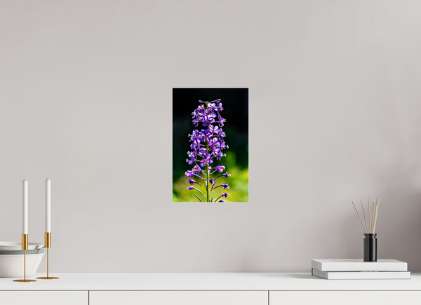 8 x 12″, Photo Print Under Acrylic Glass Violet Fireweed