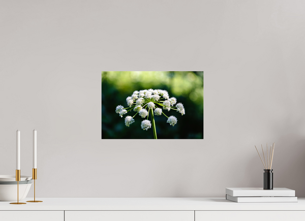 15 x 10″, Photo Print On Fuji Crystal DP II White Wildflower