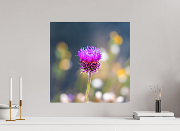 20 x 20″, Photo Print On Fuji Crystal DP II Wyoming Thistle