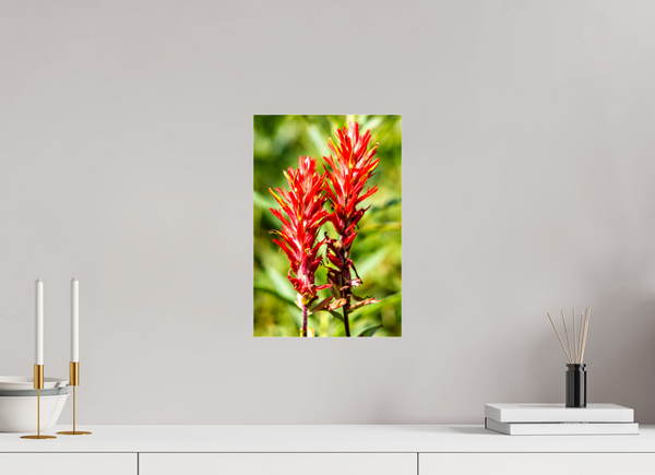 10 x 15″, Photo Print Under Acrylic Glass Indian Paintbrush