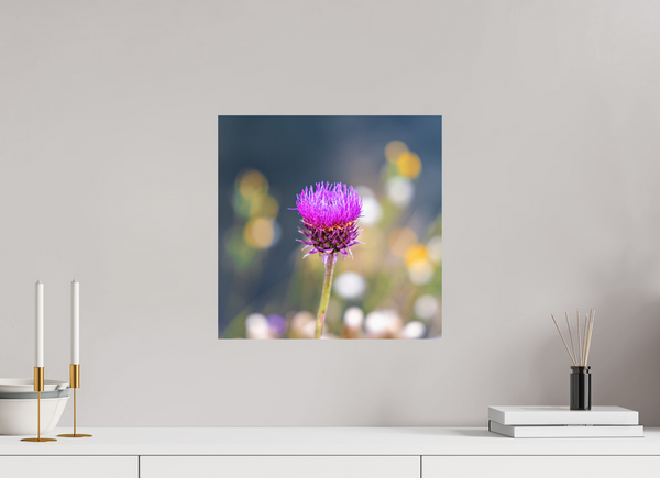 15 x 15″, Direct Print on Aluminum Board, Matte Wyoming Thistle