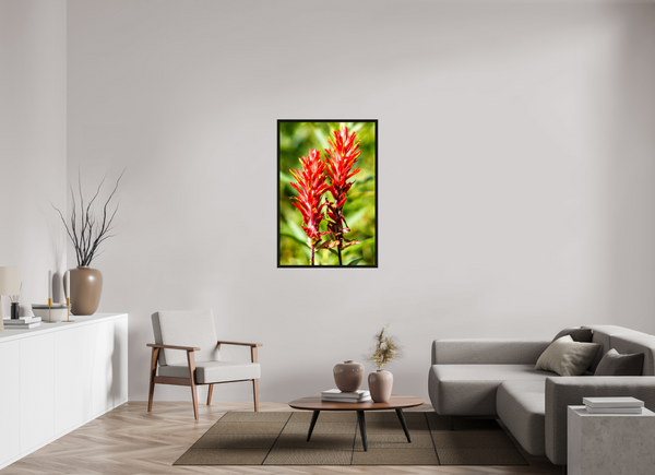 30 x 45″, Floater Frame Indian Paintbrush