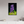 20 x 30″, Floater Frame Violet Lupine