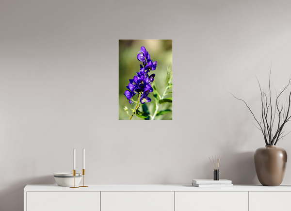 16 x 24″, Photo Print Under Acrylic Glass Wild Monk's Hood