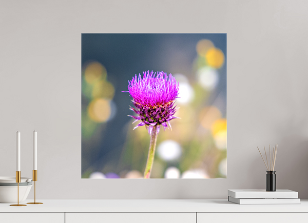 20 x 20″, Canvas with Wrapped Edges, Glossy Wyoming Thistle