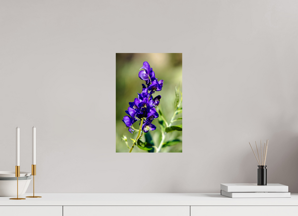 10 x 15″, Photo Print On Fuji Crystal DP II Violet Wildflower
