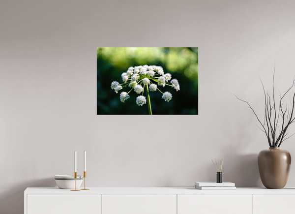 30 x 20″, Photo Print On Fuji Crystal DP II White Wildflower