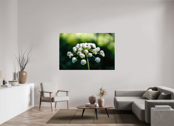 66 x 44″, Photo Print On Fuji Crystal DP II White Wildflower