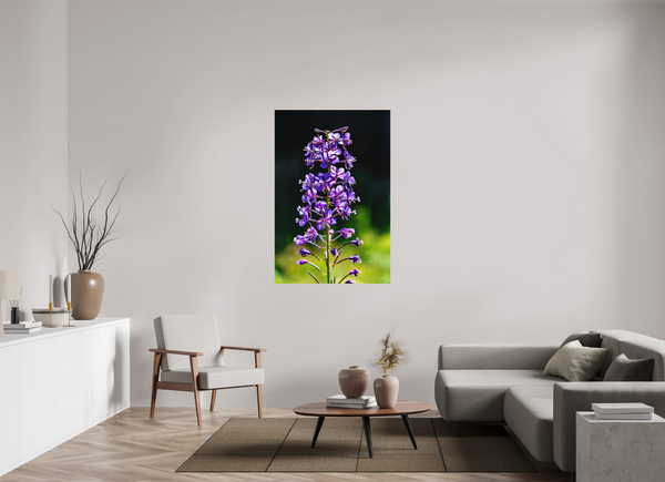 36 x 54″, Direct Print on Aluminum Board, Matte Violet Fireweed