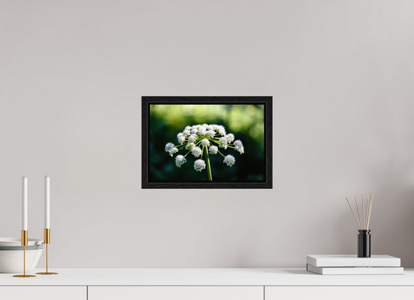 12 x 8″, Floater Frame White Wildflower