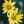 Main image Yellow Wildflower
