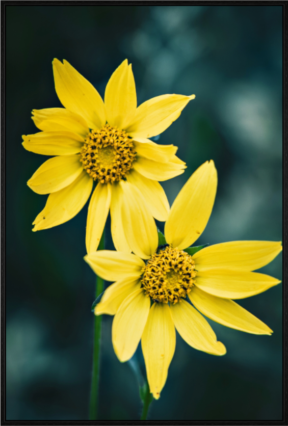 Main image Yellow Wildflower