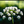 Main image White Wildflower