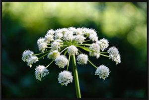 Main image White Wildflower