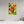 20 x 30″, Photo Print Under Acrylic Glass Indian Paintbrush