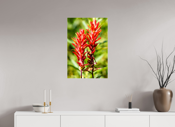 20 x 30″, Photo Print Under Acrylic Glass Indian Paintbrush