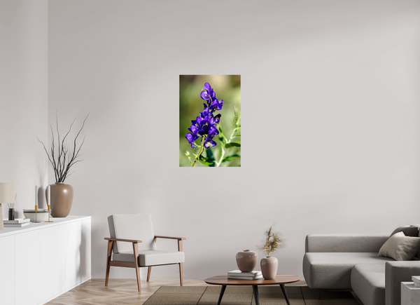 24 x 36″, Photo Print On Fuji Crystal DP II Violet Wildflower