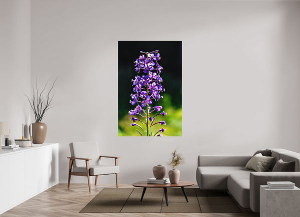 44 x 66″, Direct Print on Aluminum Board, Matte Violet Fireweed