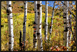 Main image Aspens, Idaho