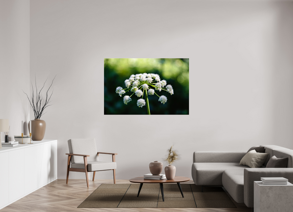 60 x 40″, Photo Print Under Acrylic Glass Wildflower