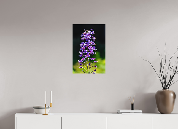 16 x 24″, Direct Print on Aluminum Board, Matte Violet Fireweed