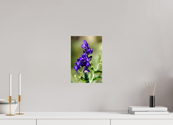 8 x 12″, Photo Print Under Acrylic Glass Wild Monk's Hood