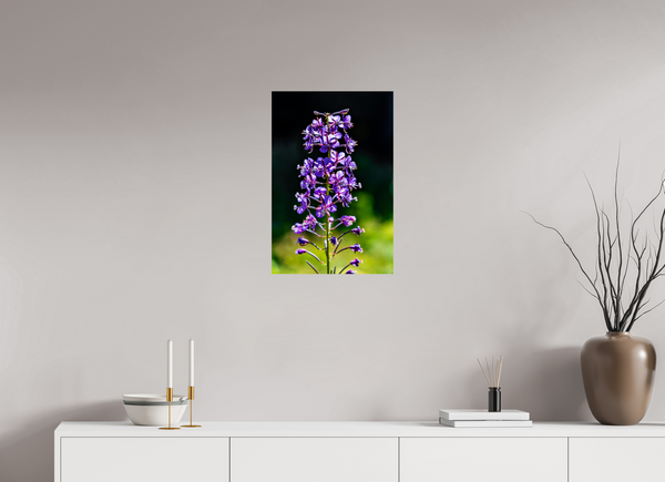 16 x 24″, Photo Print On Fuji Crystal DP II Violet Lupine