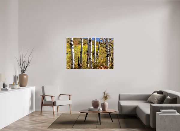 54 x 36″, Photo Print Under Acrylic Glass Aspens