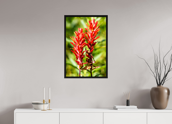 20 x 30″, Floater Frame Indian Paintbrush