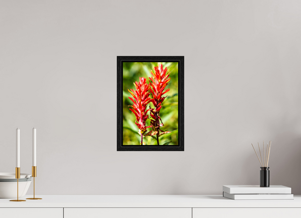 8 x 12″, Floater Frame Indian Paintbrush