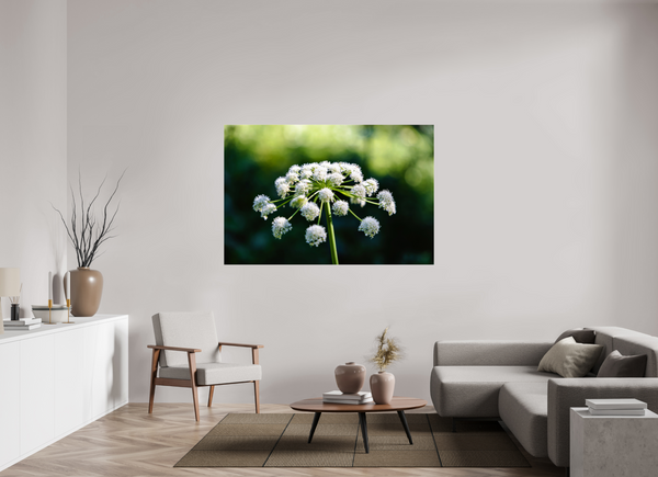 66 x 44″, Photo Print Under Acrylic Glass Wildflower