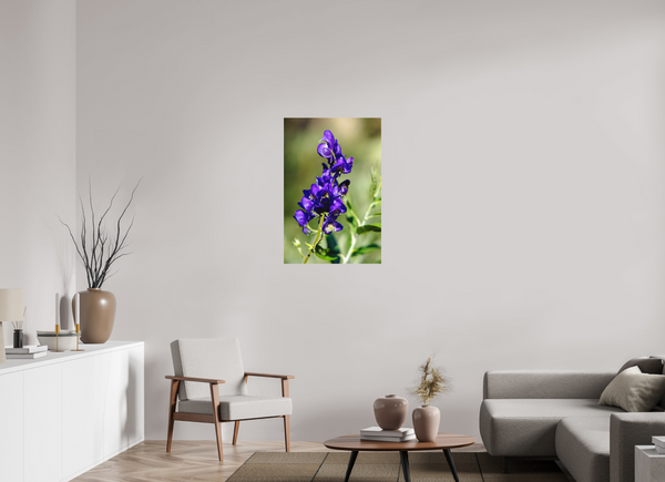 24 x 36″, Direct Print on Aluminum Board, Matte Wild Monk's Hood