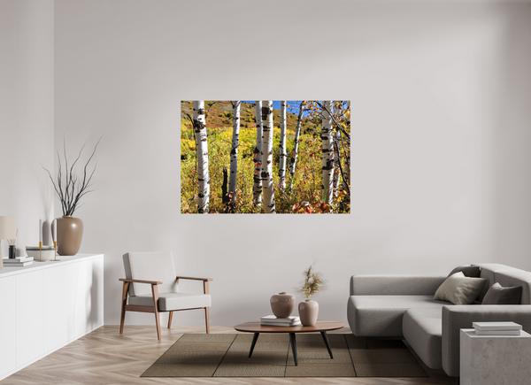 66 x 44″, Direct Print on Aluminum Board, Matte Aspens