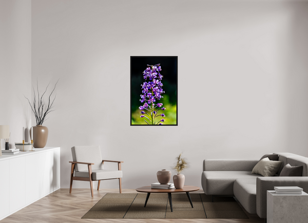 30 x 45″, Floater Frame Violet Lupine