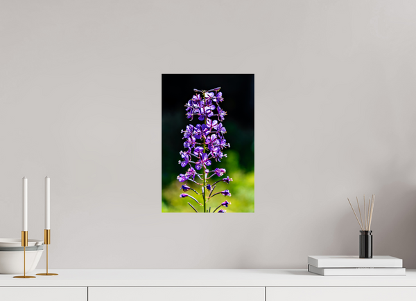 10 x 15″, Photo Print On Fuji Crystal DP II Violet Lupine
