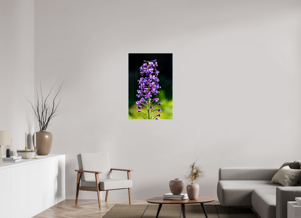 24 x 36″, Photo Print Under Acrylic Glass Violet Fireweed