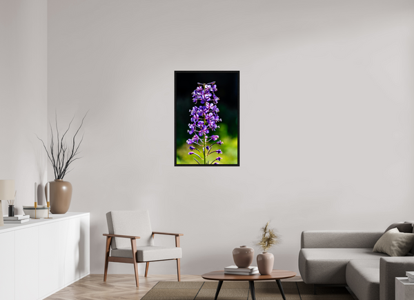 24 x 36″, Floater Frame Violet Lupine