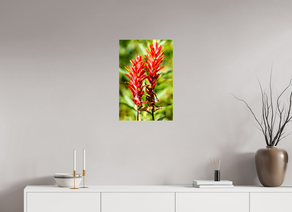 16 x 24″, Photo Print Under Acrylic Glass Indian Paintbrush