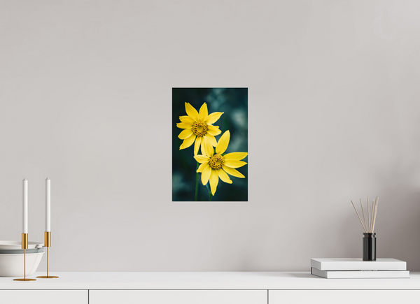 8 x 12″, Photo Print Under Acrylic Glass Wild Sunflower