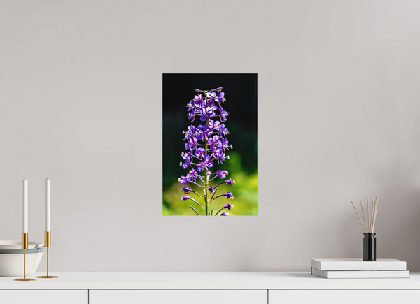 10 x 15″, Direct Print on Aluminum Board, Matte Violet Fireweed