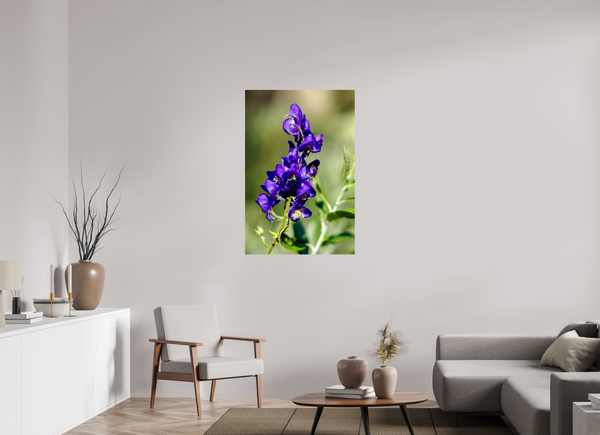 30 x 45″, Photo Print Under Acrylic Glass Wild Monk's Hood