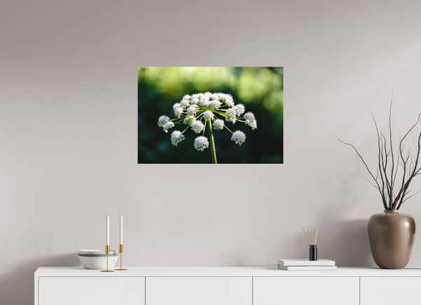 30 x 20″, Direct Print on Aluminum Board, Matte Wildflower