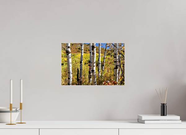 15 x 10″, Photo Print Under Acrylic Glass Aspens