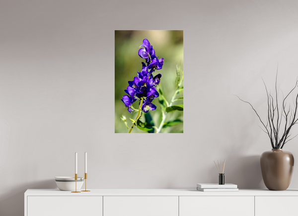 20 x 30″, Photo Print Under Acrylic Glass Wild Monk's Hood