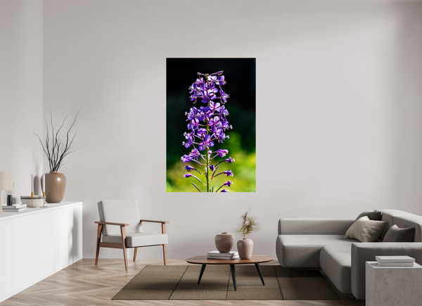 44 x 66″, Photo Print On Fuji Crystal DP II Violet Lupine