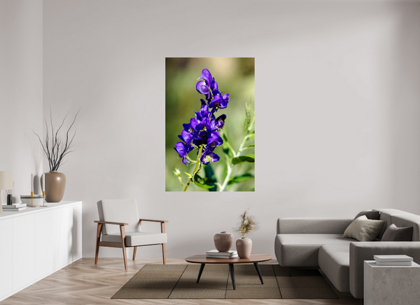 44 x 66″, Photo Print Under Acrylic Glass Wild Monk's Hood